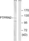 Protein Tyrosine Phosphatase Receptor Type N2 antibody, abx014804, Abbexa, Western Blot image 