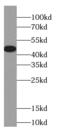Gap Junction Protein Alpha 3 antibody, FNab01863, FineTest, Western Blot image 