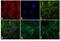 Rat IgG Isotype Control antibody, Q-11631MP, Invitrogen Antibodies, Immunofluorescence image 