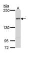 Testis Expressed 14, Intercellular Bridge Forming Factor antibody, NBP2-20605, Novus Biologicals, Western Blot image 