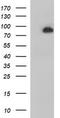 Junctophilin 2 antibody, CF506961, Origene, Western Blot image 