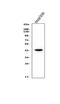LIM Homeobox 1 antibody, A05816-1, Boster Biological Technology, Western Blot image 