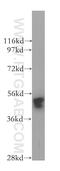 Golgi Associated PDZ And Coiled-Coil Motif Containing antibody, 12163-1-AP, Proteintech Group, Western Blot image 