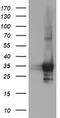 Proteasome Inhibitor Subunit 1 antibody, TA505192BM, Origene, Western Blot image 