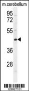Cytochrome B5 Domain Containing 2 antibody, 55-756, ProSci, Western Blot image 