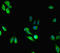 Menin 1 antibody, LS-C678640, Lifespan Biosciences, Immunofluorescence image 