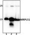 Mitochondrial Ribosomal Protein L51 antibody, PA5-75962, Invitrogen Antibodies, Western Blot image 