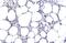 CDKN2A antibody, GTX635639, GeneTex, Immunohistochemistry paraffin image 