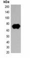 Strep Tag II antibody, orb323064, Biorbyt, Western Blot image 