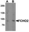 FCH Domain Only 2 antibody, LS-C153704, Lifespan Biosciences, Western Blot image 
