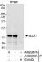 MLLT1 Super Elongation Complex Subunit antibody, A302-267A, Bethyl Labs, Immunoprecipitation image 