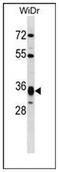 HL antibody, AP52061PU-N, Origene, Western Blot image 