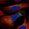 Mitochondrial Ribosomal Protein S26 antibody, NBP1-92141, Novus Biologicals, Immunofluorescence image 