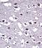 Opioid Receptor Mu 1 antibody, PA5-26138, Invitrogen Antibodies, Immunohistochemistry frozen image 