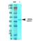 Excitatory amino acid transporter 3 antibody, SMC-406D-PCP, StressMarq, Western Blot image 