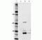 Rat IgG Isotype Control antibody, A-21247, Invitrogen Antibodies, Immunoprecipitation image 
