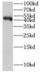Intraflagellar Transport 57 antibody, FNab04160, FineTest, Western Blot image 
