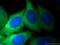 Pyruvate Kinase M1/2 antibody, 25659-1-AP, Proteintech Group, Immunofluorescence image 