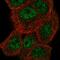 Maestro Heat Like Repeat Family Member 6 antibody, HPA068049, Atlas Antibodies, Immunocytochemistry image 