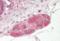 Kruppel Like Factor 8 antibody, orb18394, Biorbyt, Immunohistochemistry paraffin image 