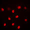 ALX Homeobox 3 antibody, LS-C353885, Lifespan Biosciences, Immunofluorescence image 