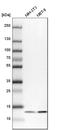 Ubiquinol-Cytochrome C Reductase Binding Protein antibody, HPA043060, Atlas Antibodies, Western Blot image 