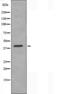 Glucagon receptor antibody, orb227434, Biorbyt, Western Blot image 