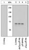 SRC Proto-Oncogene, Non-Receptor Tyrosine Kinase antibody, MBS395390, MyBioSource, Western Blot image 