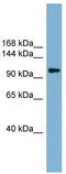 ATP Citrate Lyase antibody, TA329520, Origene, Western Blot image 