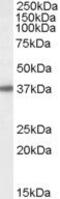 3 (2 ),5 -bisphosphate nucleotidase 1 antibody, PA5-18787, Invitrogen Antibodies, Western Blot image 