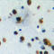 Protein Inhibitor Of Activated STAT 4 antibody, LS-C356253, Lifespan Biosciences, Immunohistochemistry paraffin image 