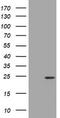 Visinin Like 1 antibody, TA802031, Origene, Western Blot image 