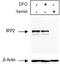 Iron Responsive Element Binding Protein 2 antibody, TA309703, Origene, Western Blot image 