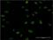 JC7 antibody, H00064710-M02, Novus Biologicals, Immunofluorescence image 