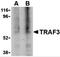 TNF Receptor Associated Factor 3 antibody, 3599, ProSci, Western Blot image 