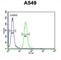 BUB1 Mitotic Checkpoint Serine/Threonine Kinase antibody, abx032523, Abbexa, Western Blot image 
