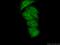 Family With Sequence Similarity 98 Member B antibody, 22251-1-AP, Proteintech Group, Immunofluorescence image 