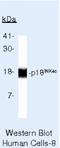 Cyclin Dependent Kinase Inhibitor 2C antibody, NB120-3216, Novus Biologicals, Western Blot image 