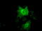 Keratin 19 antibody, LS-B11218, Lifespan Biosciences, Immunofluorescence image 