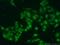 Histone Cluster 4 H4 antibody, 16047-1-AP, Proteintech Group, Immunofluorescence image 