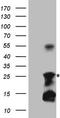TNF-a antibody, CF807837, Origene, Western Blot image 
