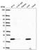 Opa Interacting Protein 5 antibody, HPA059602, Atlas Antibodies, Western Blot image 