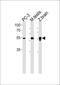 DMRT Like Family A2 antibody, PA5-35234, Invitrogen Antibodies, Western Blot image 