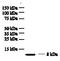 C-X-C Motif Chemokine Ligand 8 antibody, AM09178AF-N, Origene, Western Blot image 