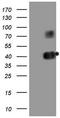 CDw40 antibody, TA807573S, Origene, Western Blot image 