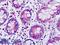Disabled homolog 1 antibody, LS-B9241, Lifespan Biosciences, Immunohistochemistry paraffin image 