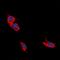 ARHGEF7 antibody, orb315753, Biorbyt, Immunocytochemistry image 