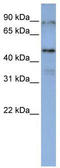 DAZ-associated protein 1 antibody, TA343886, Origene, Western Blot image 
