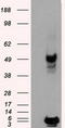 Proteasome 26S Subunit, ATPase 3 antibody, TA500926S, Origene, Western Blot image 