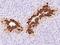 Glutamate-Ammonia Ligase antibody, 107911-T08, Sino Biological, Immunohistochemistry paraffin image 